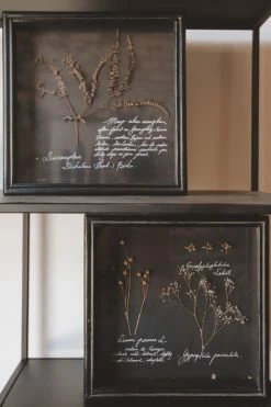 CREATIVE CO-OP Home DRIED BOTANICALS SHADOW BOX
