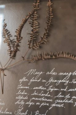 CREATIVE CO-OP Home DRIED BOTANICALS SHADOW BOX