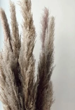 ACCENT DECOR PAMPAS GRASS · 47
