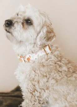 THE FOGGY DOG TERRAZZO DOG COLLAR LIFESTYLE