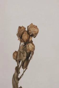 CREATIVE CO-OP DRIED ROSE STEM BUNCH