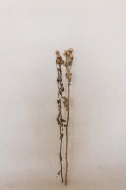 CREATIVE CO-OP DRIED ROSE STEM BUNCH