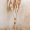 ACCENT DECOR Home PAMPAS GRASS DECOR