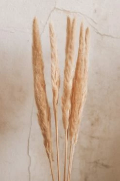ACCENT DECOR Home PAMPAS GRASS DECOR