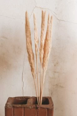 ACCENT DECOR Home PAMPAS GRASS DECOR