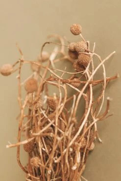 CREATIVE CO-OP Home DRIED BORA STEM BUNCH