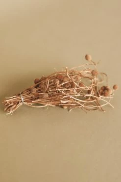 CREATIVE CO-OP Home DRIED BORA STEM BUNCH