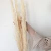 ACCENT DECOR PAMPAS GRASS · 47"-53"