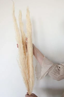 ACCENT DECOR PAMPAS GRASS · 47"-53"