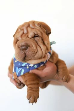 THE FOGGY DOG LIFESTYLE BIRTHDAY YAY DOG BANDANA